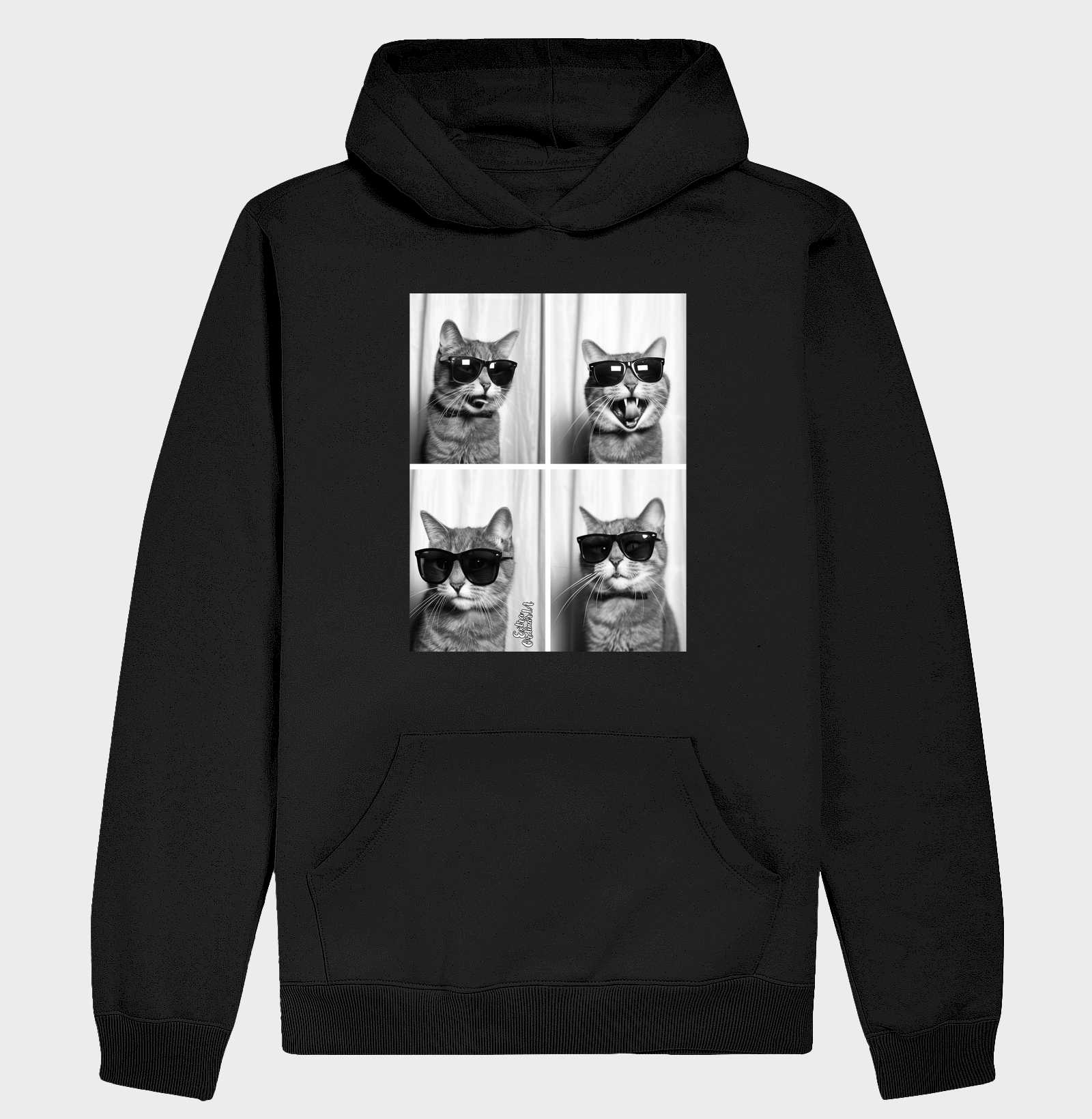 Gato de Óculos Ensaio Fotografico