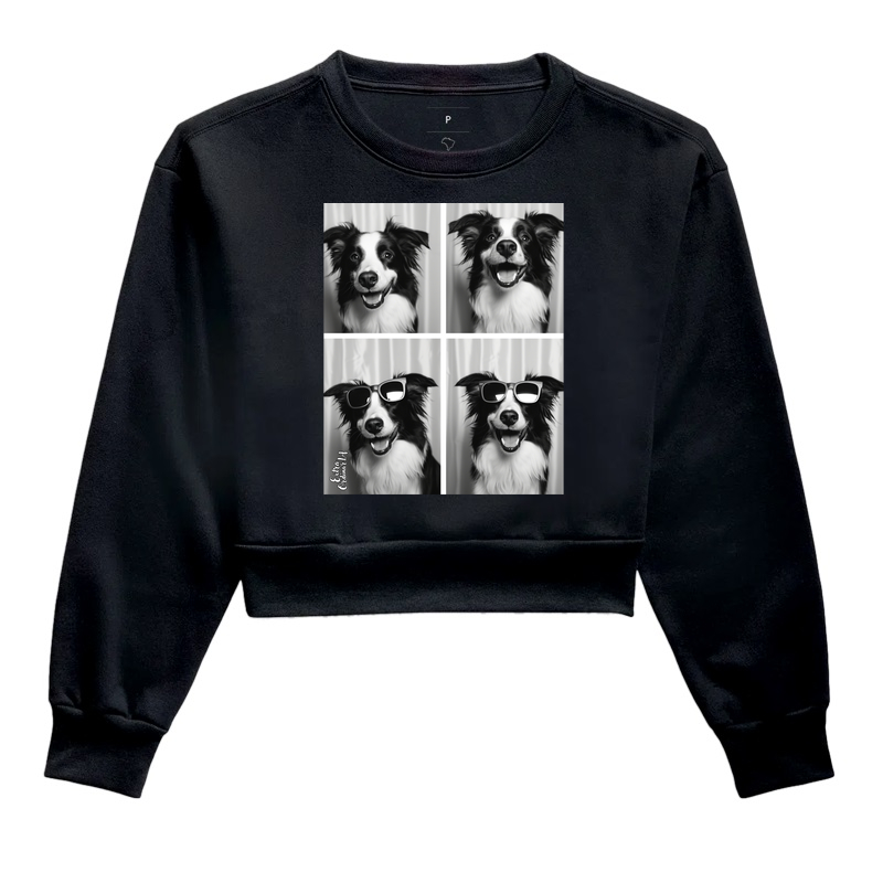 Border Collie Ensaio Fotográfico 