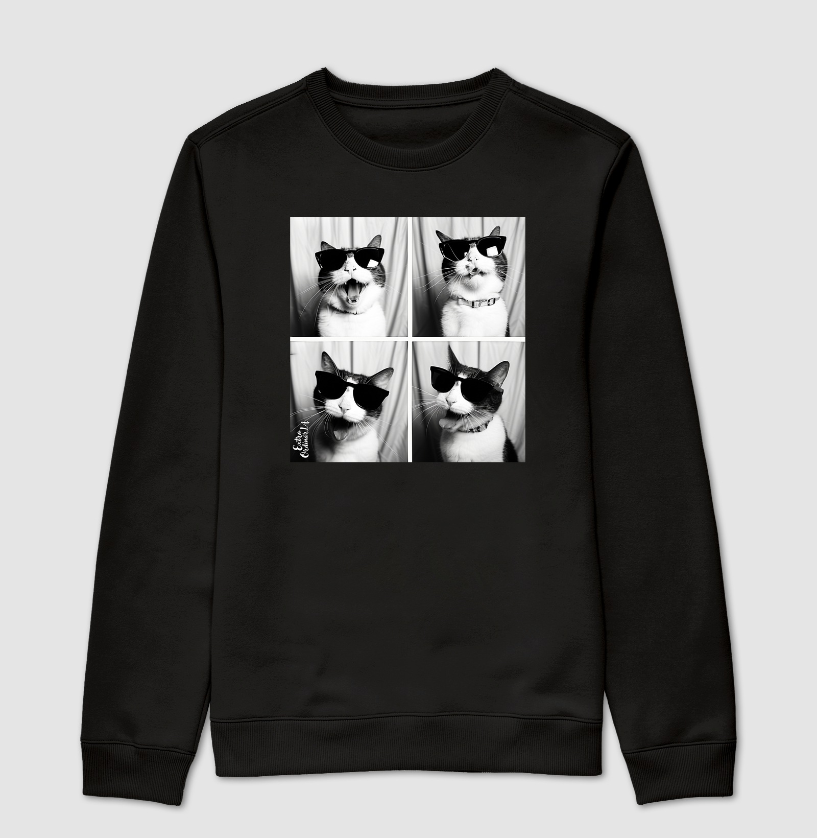 Gato Tricolor de Óculos Ensaio Fotografico