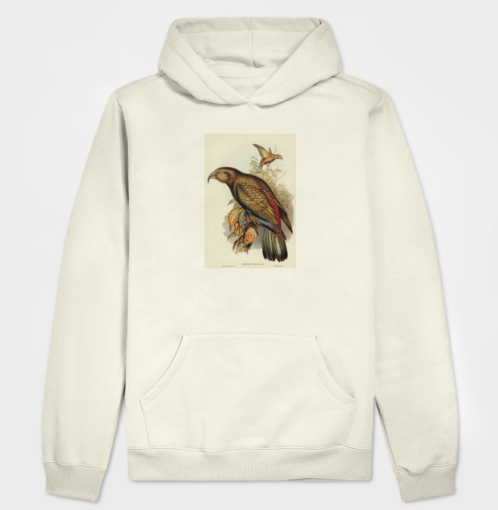 Kea Parrot