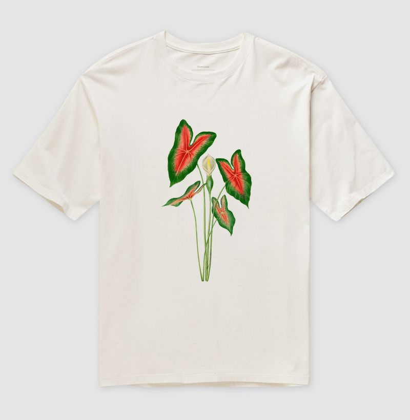 Caladium