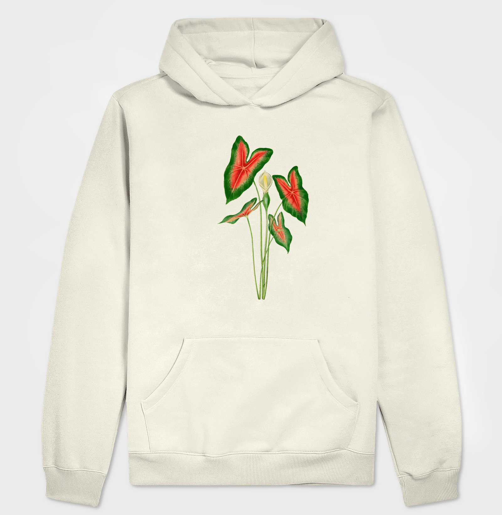 Caladium