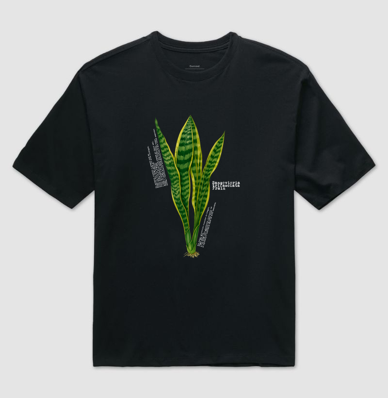 Sansevieria