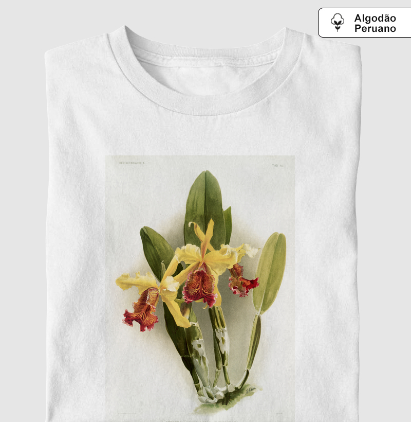 Cattleya dowiana var chrysotoxa