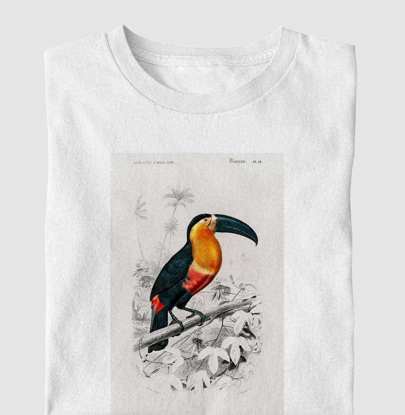 Toucan (Ramphastos)