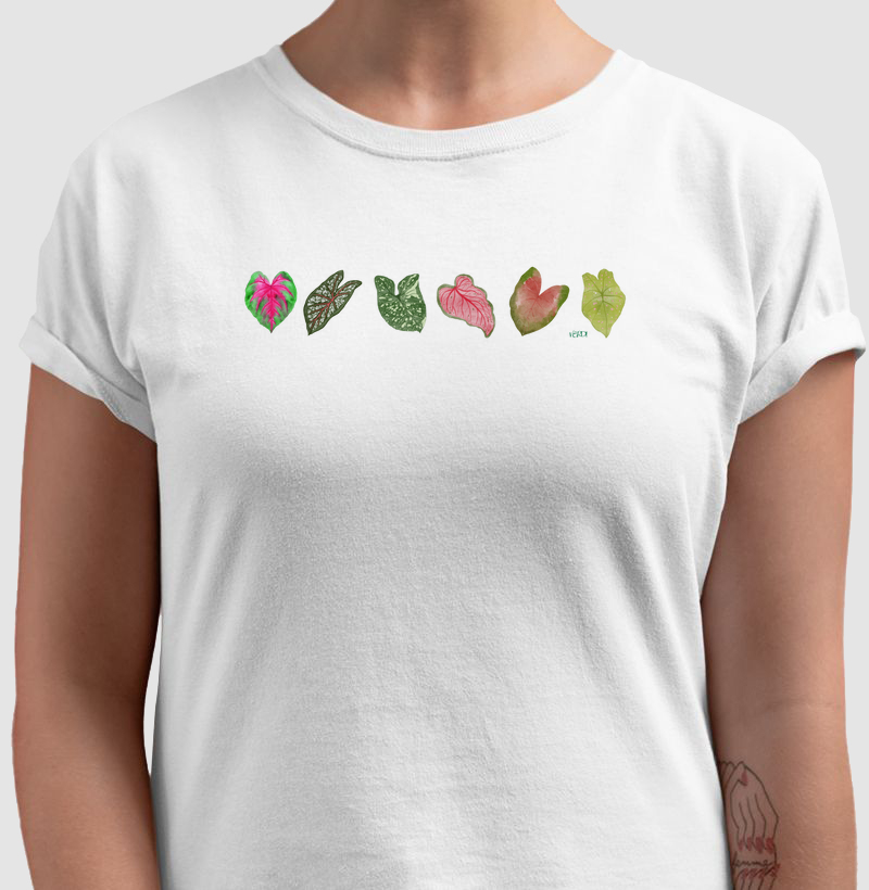 Caladium 2