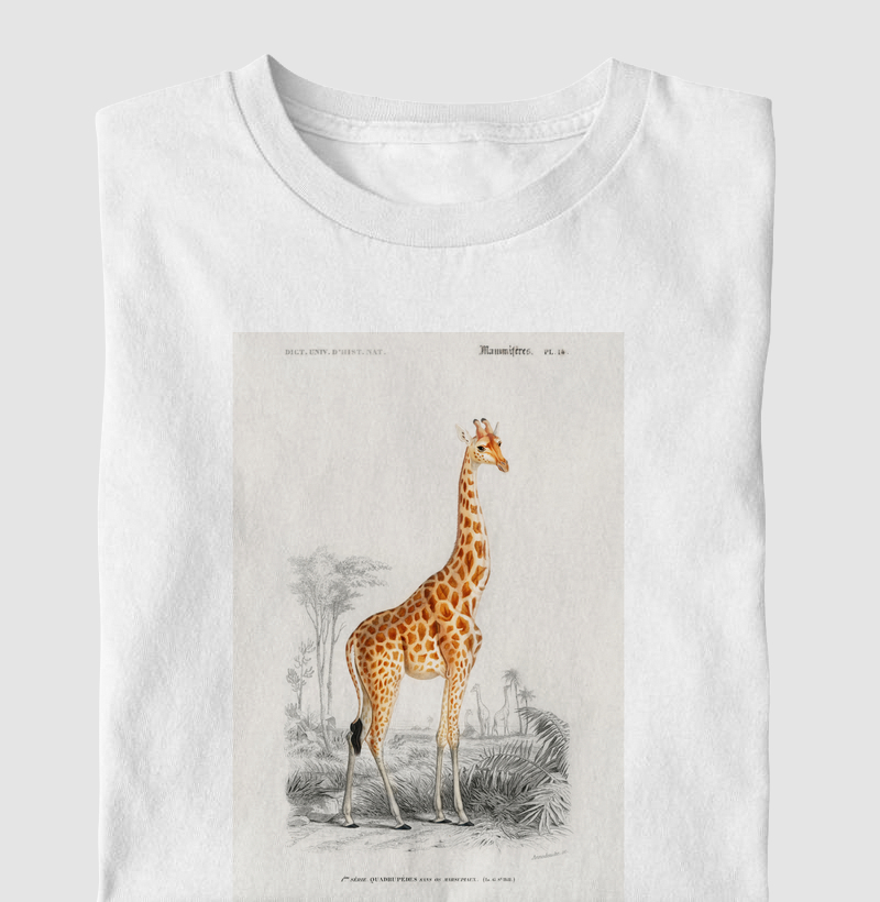 Giraffe (Giraffa camelopardalis)
