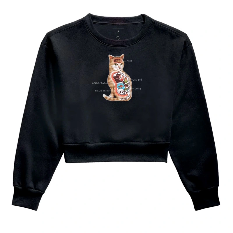 Cats Anatomy