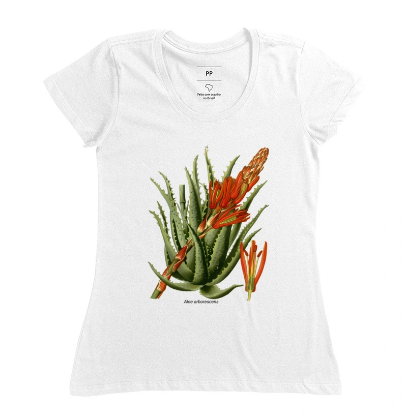 Aloe arborescens ( Suculentas )