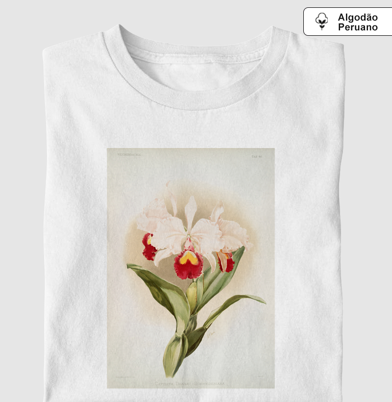 Cattleya trianaei schroederiana