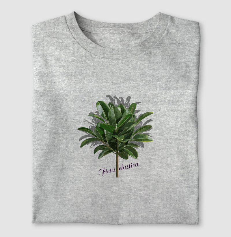 Ficus elastica