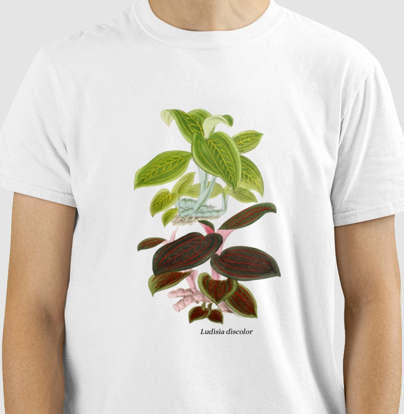 Camiseta Ludisia discolor