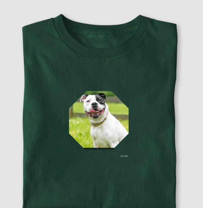 Staffordshire Bull Terrier #2