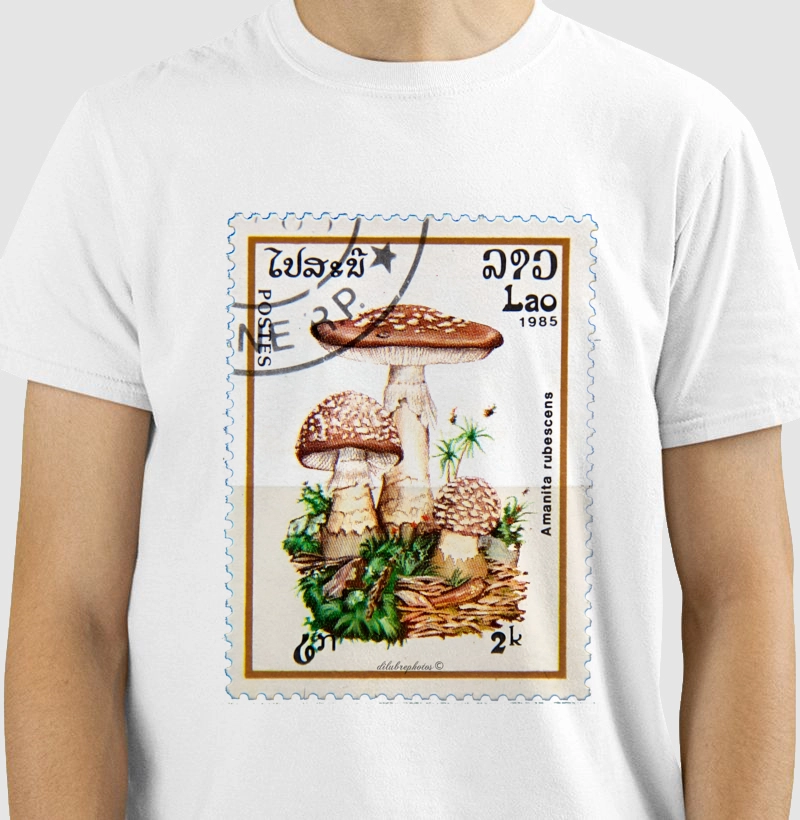 Cogumelo Amanita Selo de Lao