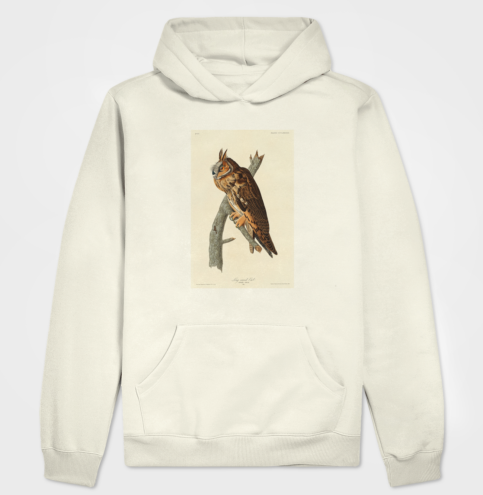 Long-eared Owl
