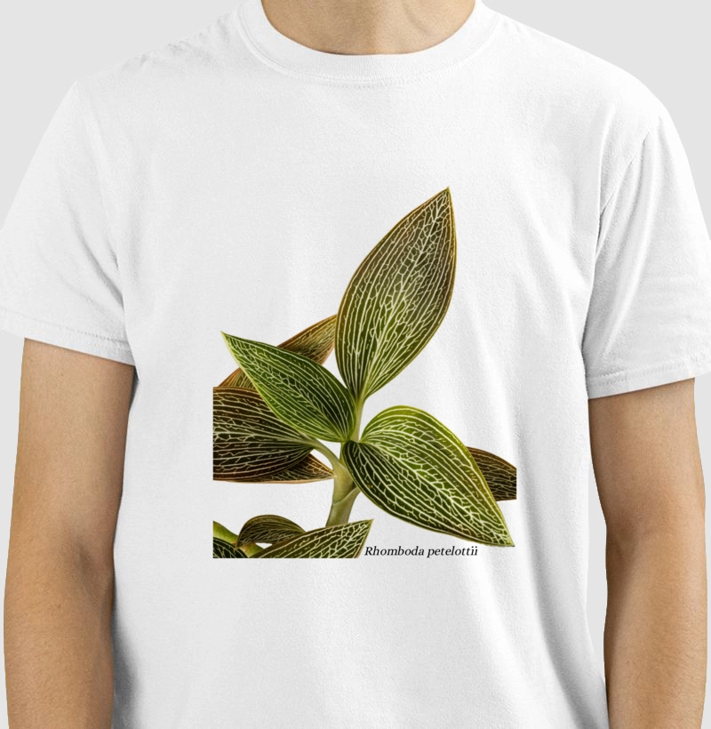 Camiseta Rhomboda petelottii Jewel Orchid