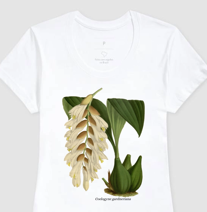 Baby Look Coelogyne gardneriana