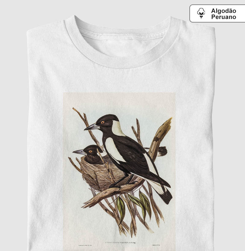 Piping Crow-Shrike