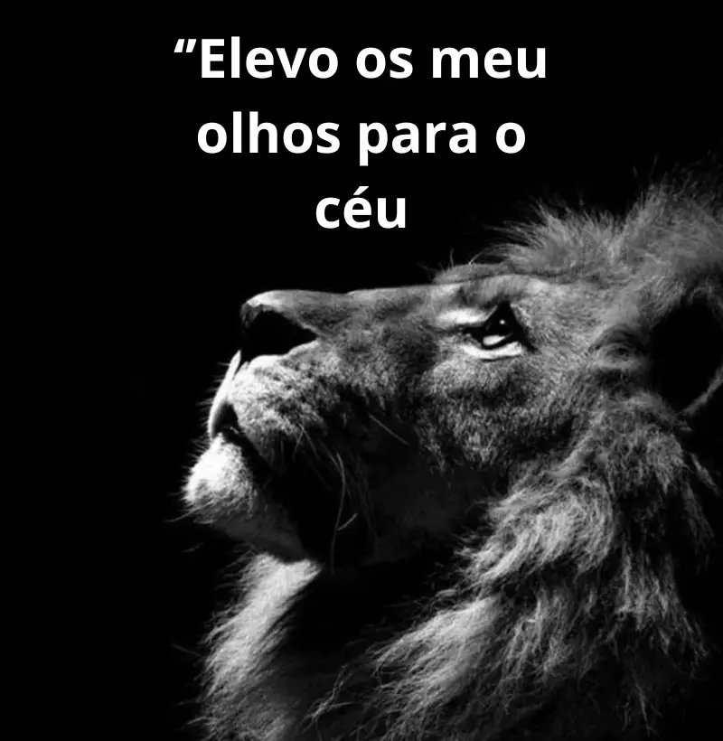 Camiseta leão 