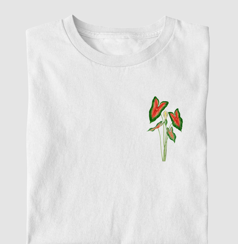 Caladium