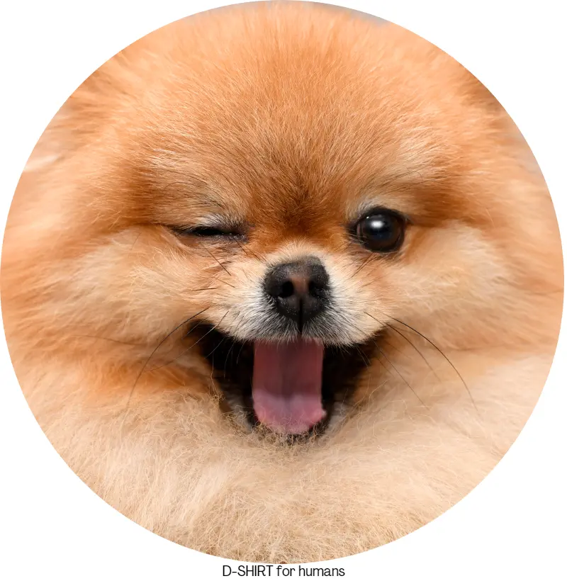 Piscadinha Spitz