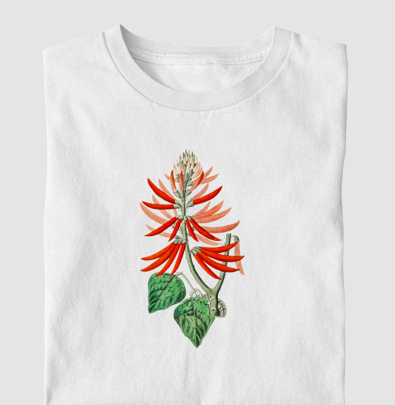 Erythrina