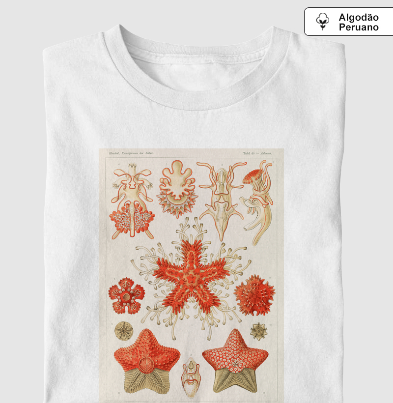 Asteroidea illustration