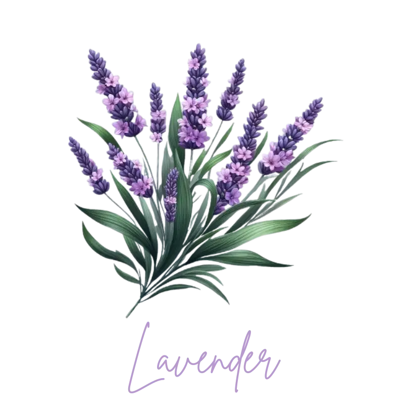 Lavender