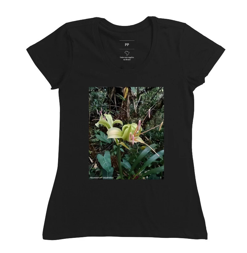 Hippeastrum