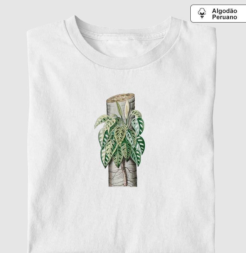 Monstera adansonii