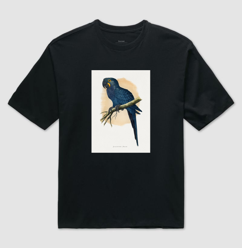 Arara-azul