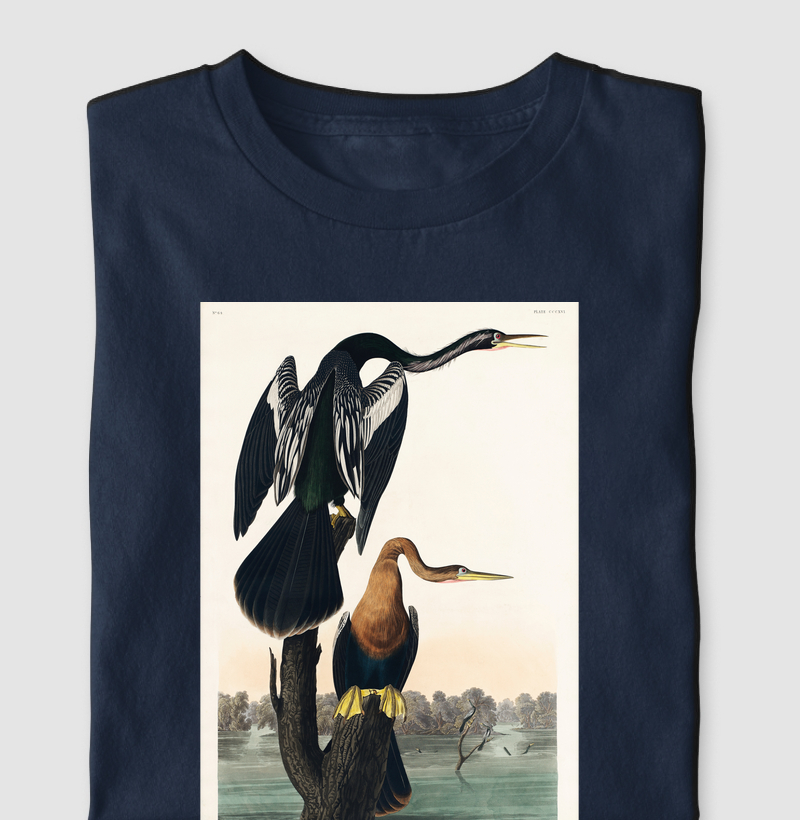 Black-bellied Darter
