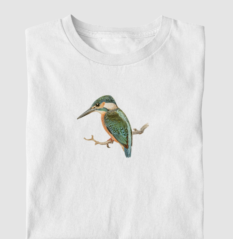 Alcedo bird