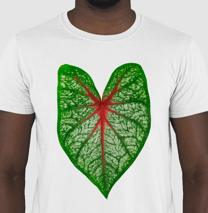 Cálido Caladium