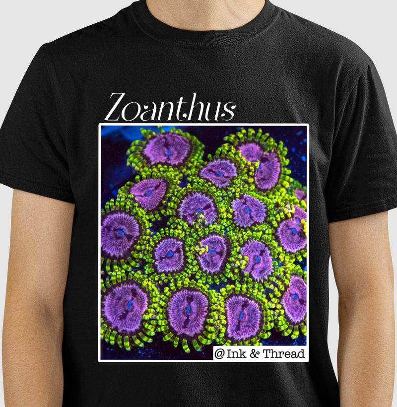  Zoanthus Purple Green
