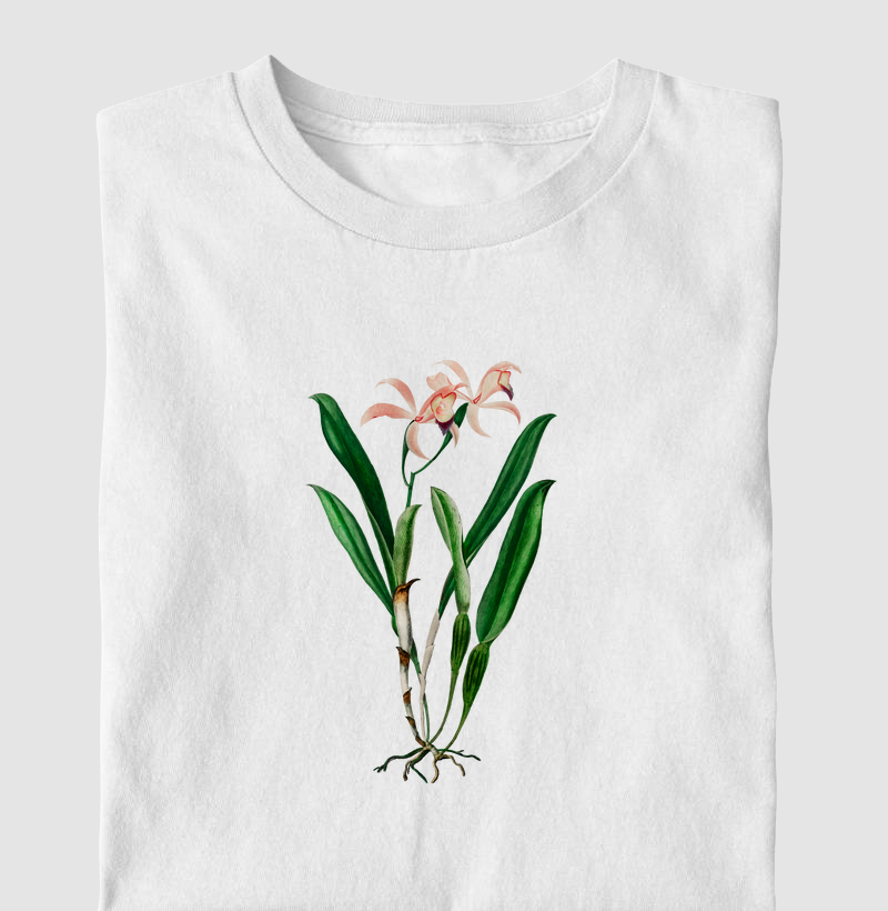 Laelia cattleioides