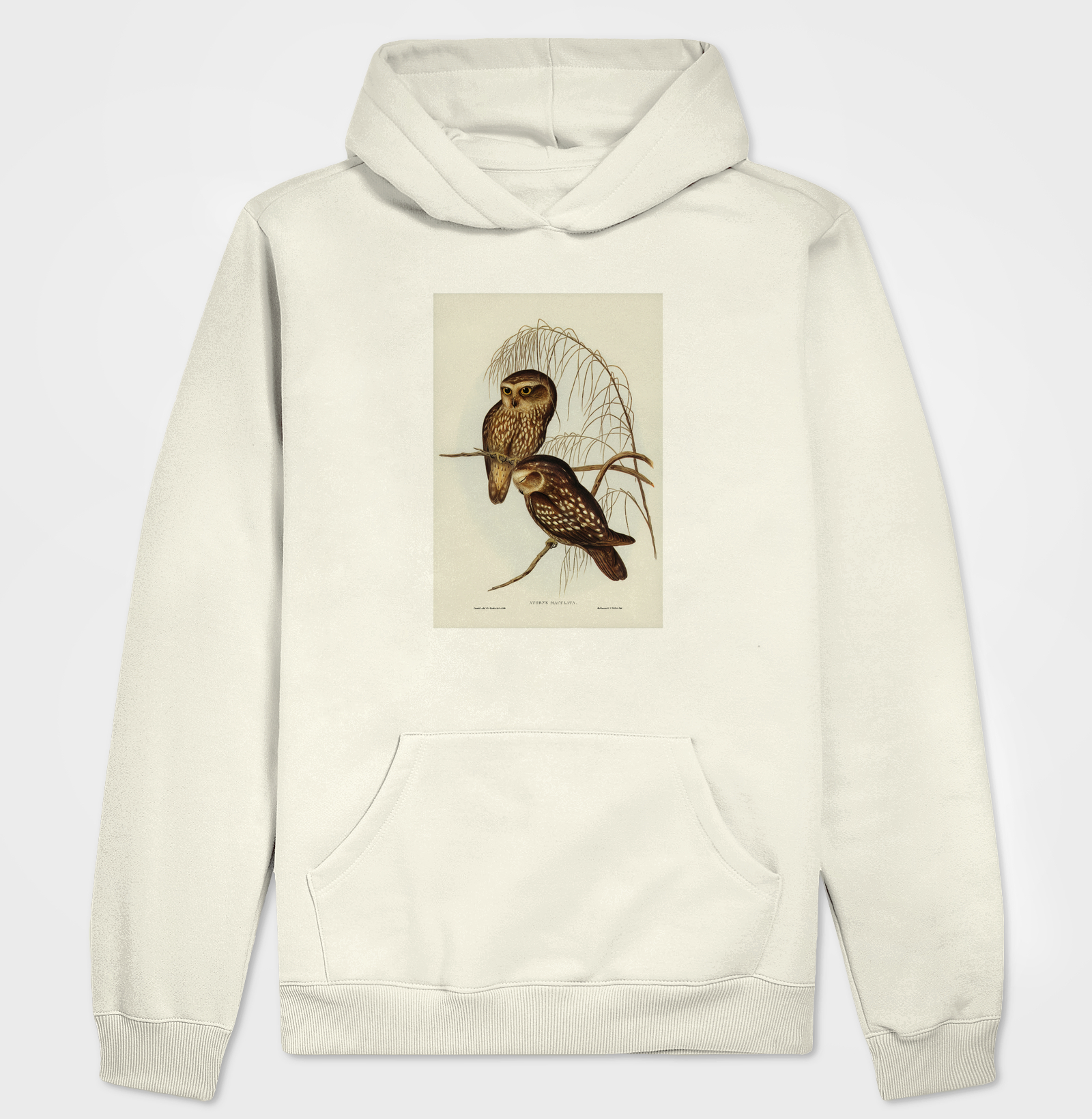 Spotted Owl