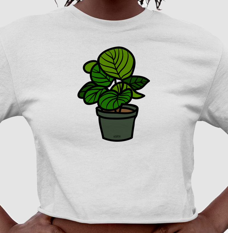 Vaso de Calathea Orbifolia