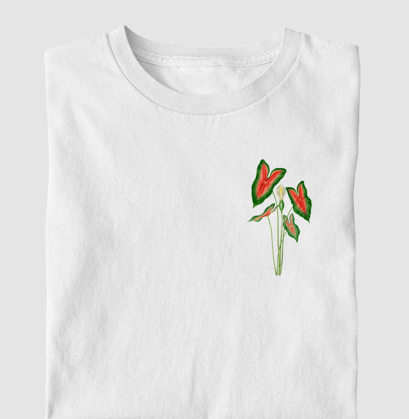 Caladium