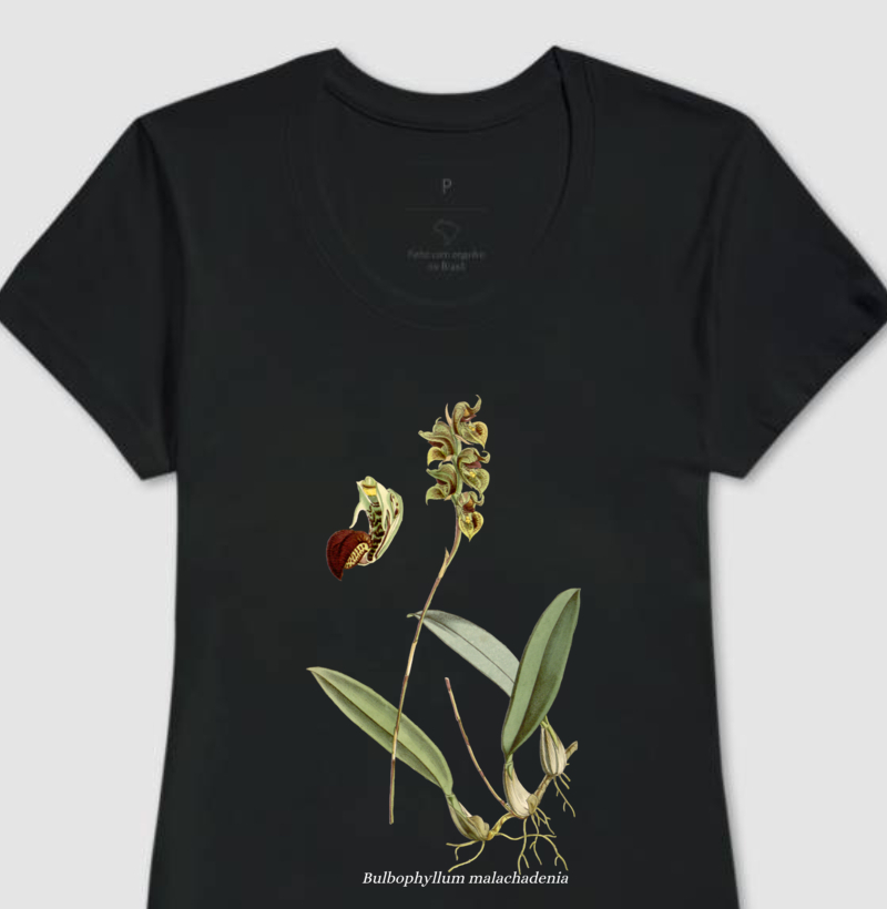 Baby Look Bulbophyllum malachadenia