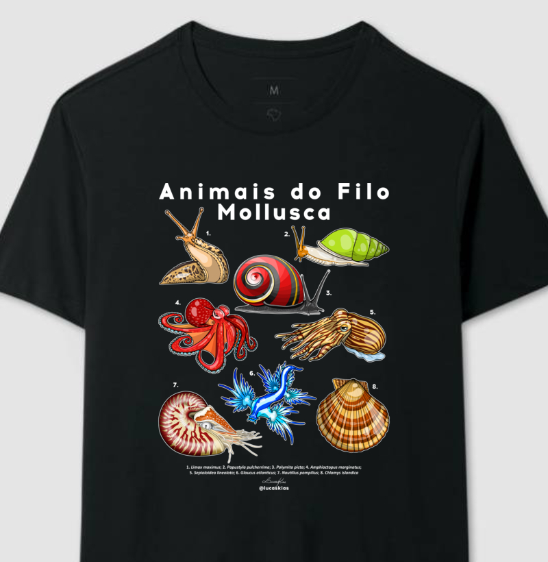 Animais do Filo Mollusca - Modelo B