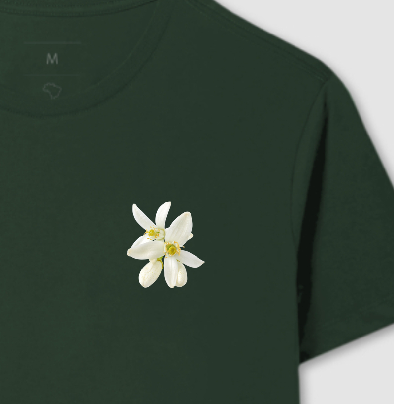 Coleção flores