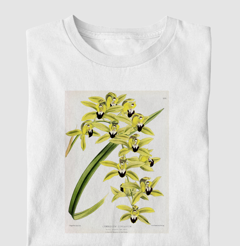 Cymbidium Lowianum