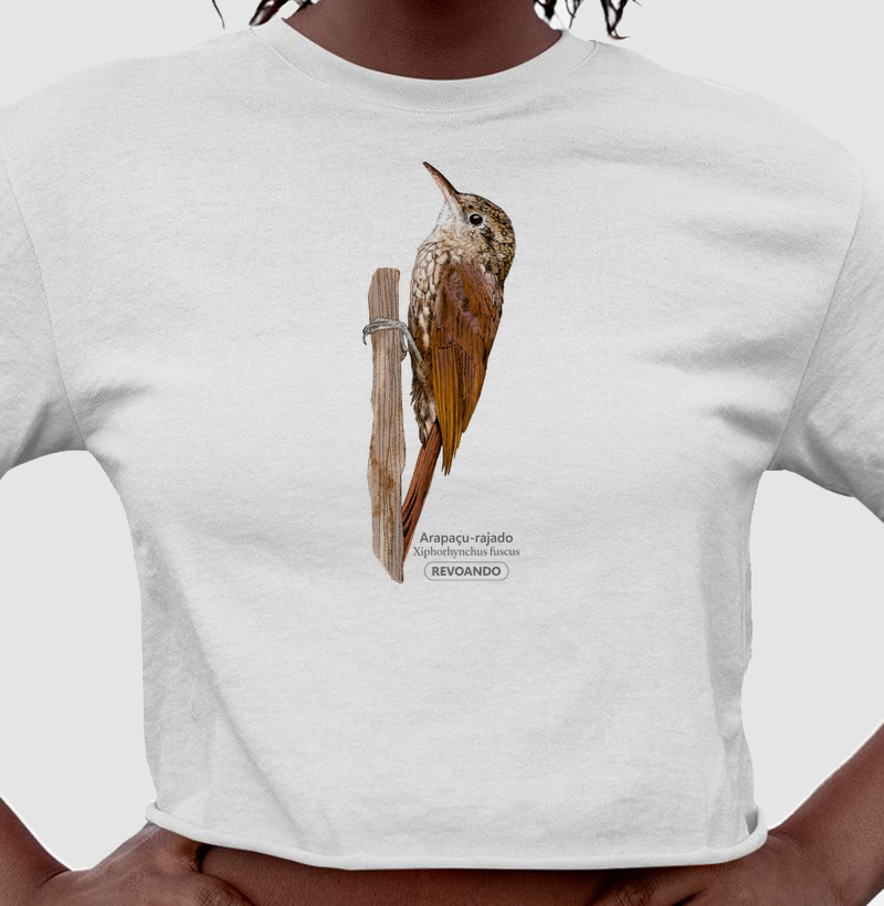 Aves do Brasil - Arapaçu-rajado - Cropped