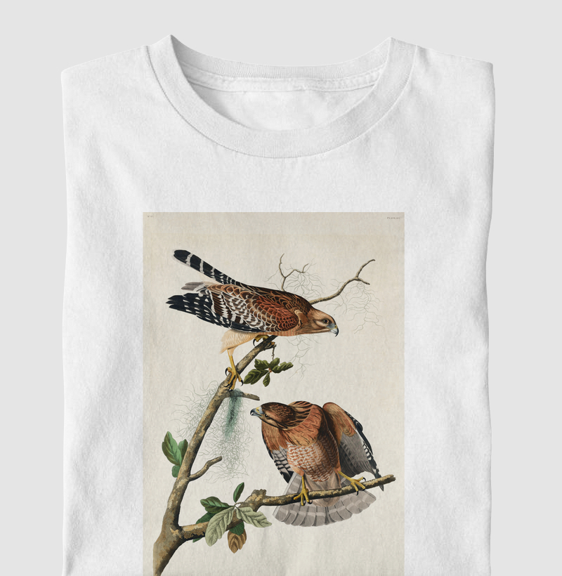 Red-shouldered Hawk