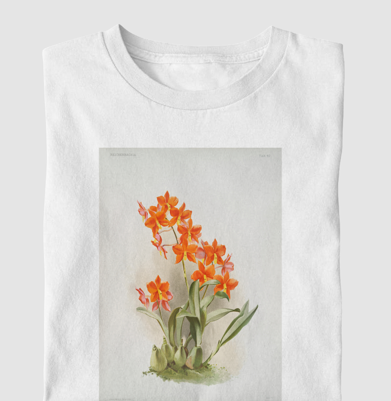 Epidendrum vitellinum