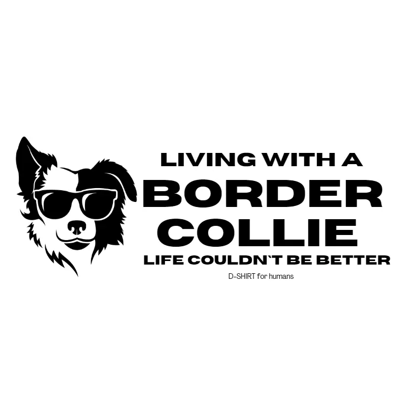 living with a border collie