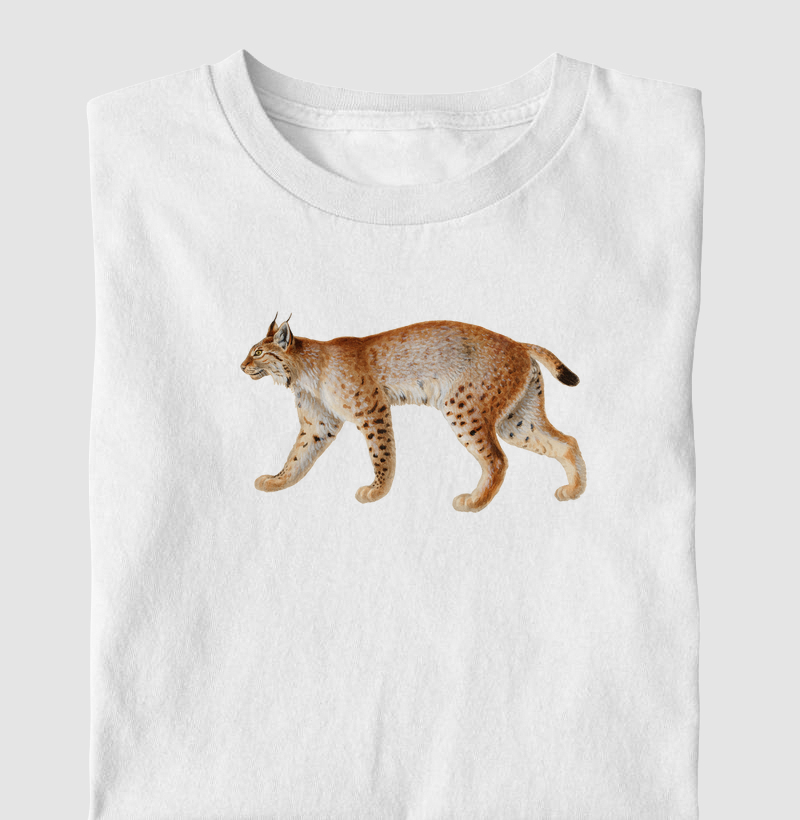 Lince