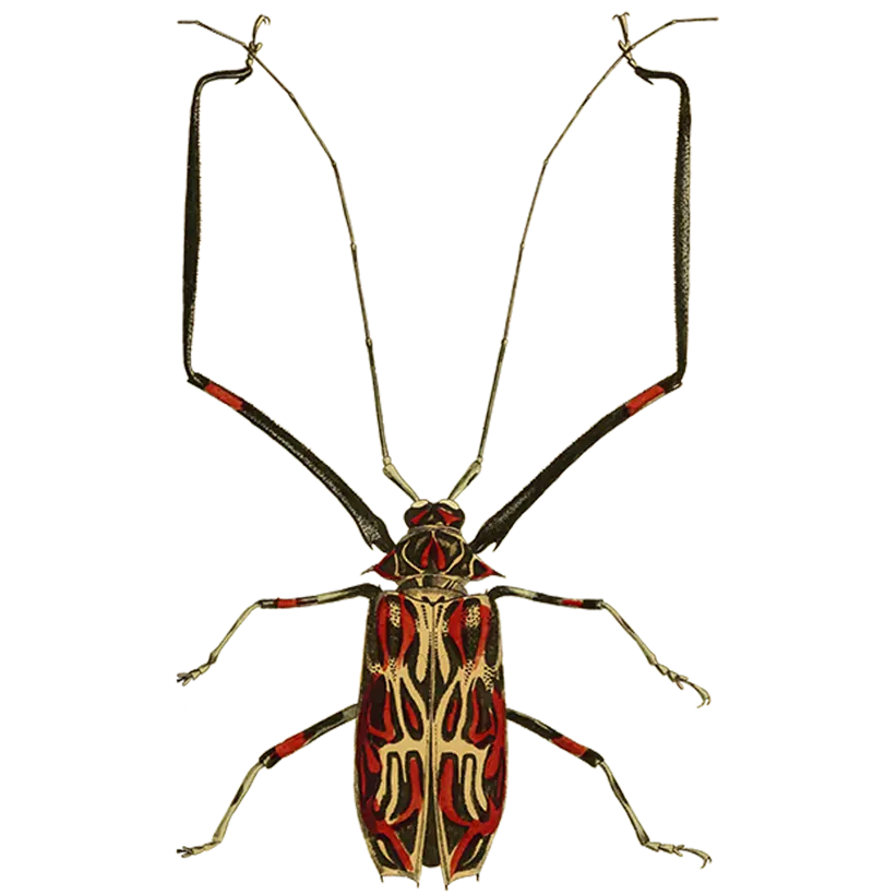 Besouro Arlequim - Acrocinus longimanus