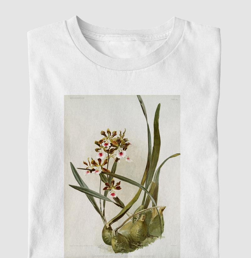 Epidendrum atro-purpureum var randianum